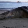 dead grey whales warm arctic waters