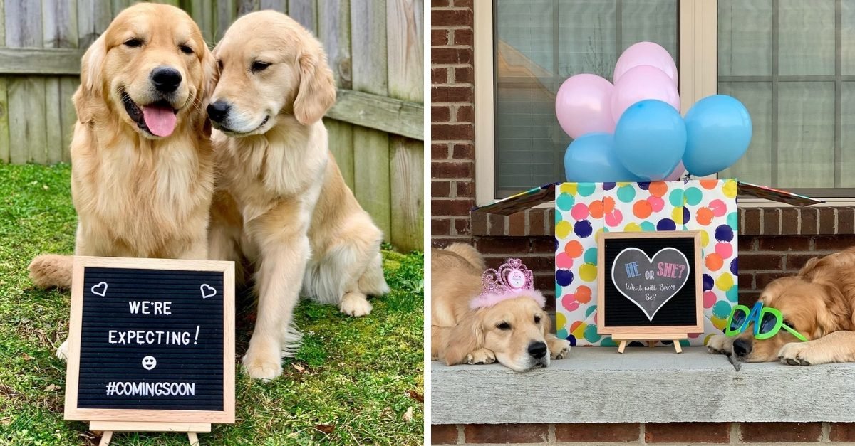 Adorable Golden Retrievers Pose For Pictures To Announce They Are Expecting Puppies