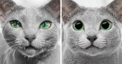 These Adorable Russian Blue Cats Have The Most Mesmerizing Eyes.