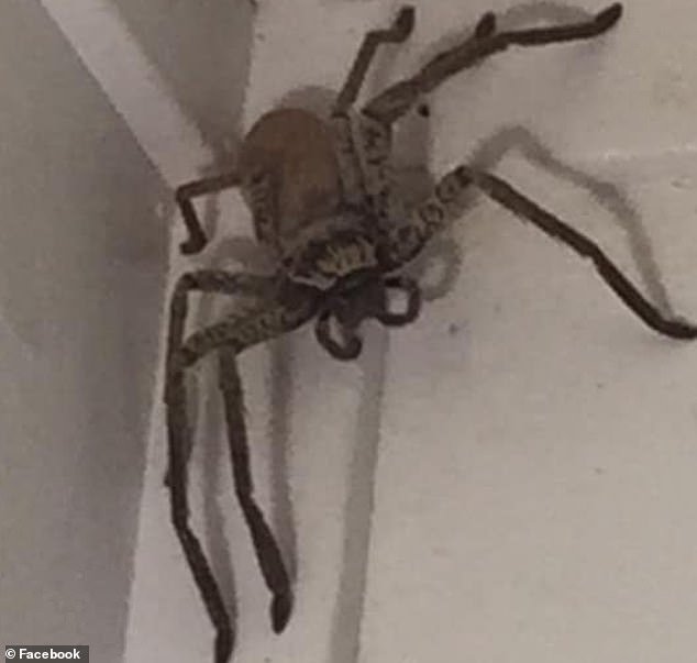 Monster Huntsman Spider As Big As A Hand Invades An Australian Home