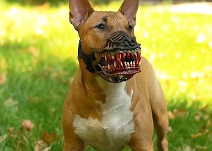Owners Share What Their Dogs Look Like With Creepy Dog Muzzle From Amazon