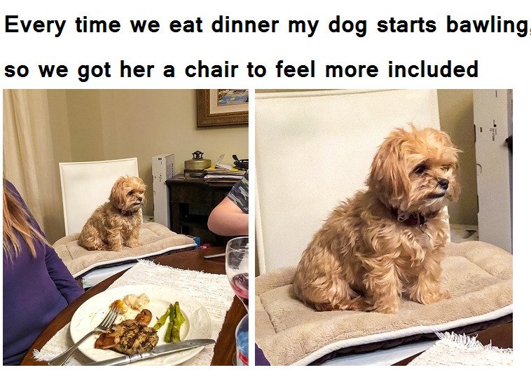 41 Adorable Dog Posts That Will Definitely Make Your Day