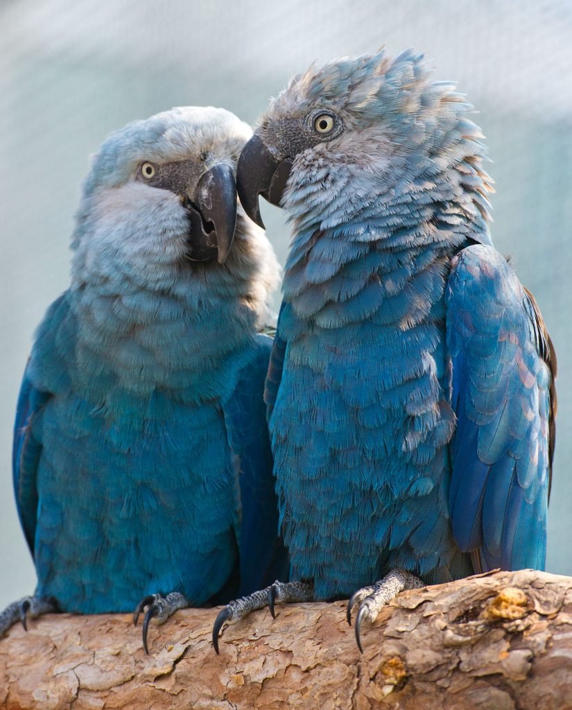 The Blue Spix's Macaw Seen In The Is Extinct