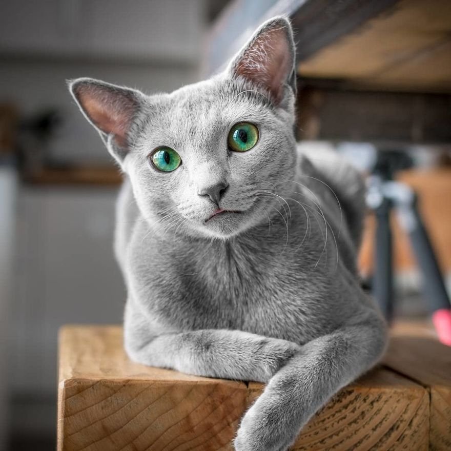 These Adorable Russian Blue Cats Have The Most Mesmerizing Eyes