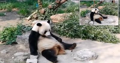 Tourists Are Caught Throwing Rocks At A Giant Panda 'To Wake It Up' In Beijing Zoo