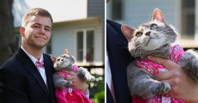 Teen takes a smitten cat for prom date and everyone is in love with this.