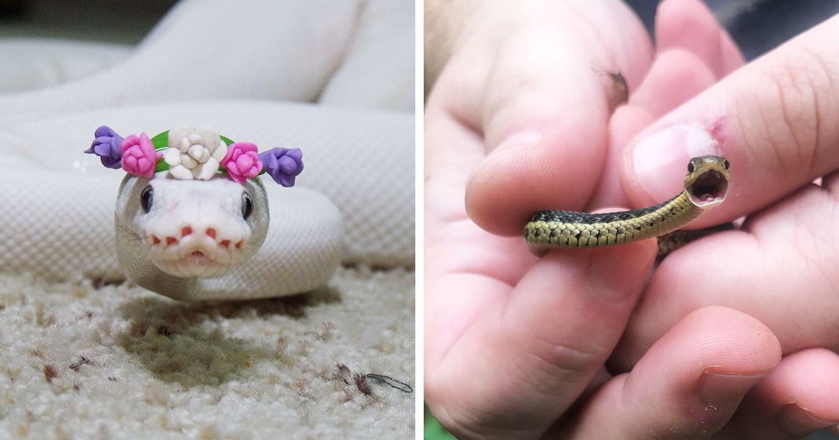 Cute Baby Snake