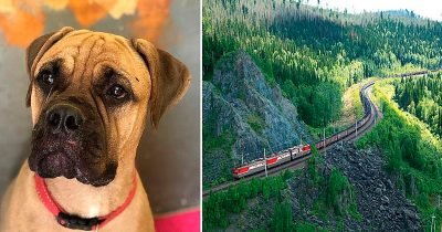 Dog Walks 125 Miles With 'Tears In Her Eyes' To Get Back To Owner Who Rejected Her