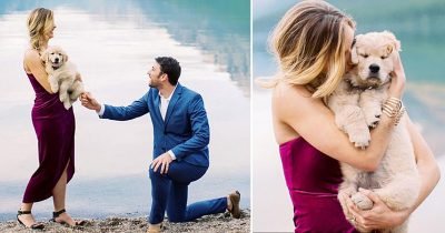 Man Surprisingly Proposed His Girlfriend With A Tiny Golden Retriever