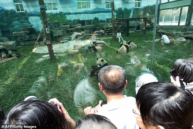 Tourists Are Caught Throwing Rocks At A Giant Panda Because Theyre Bored Shes Sleeping 2275