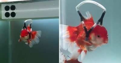 Guy Makes ‘Wheelchair’ To Stop Disabled Goldfish Swimming Upside Down