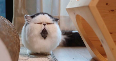Meet Zuu - The Cat Who Personifies The Feeling When You Hear Your Alarm Clock Ringing.