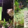 23 Fish Hilariously Shamed For Being Naughty