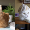 Cats Are Wearing Hats Crafted From Their Own Shed Fur