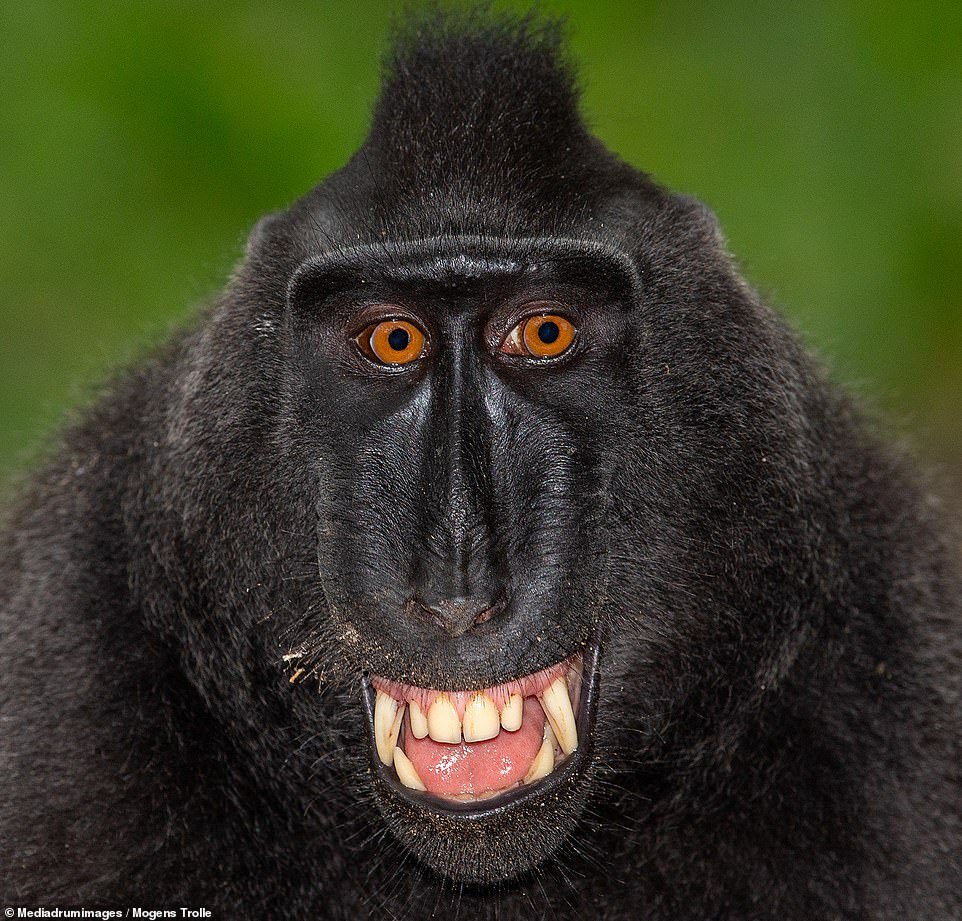 Most Unusual Primates Strike A Pose For Hilarious Yet Captivating Close   1 94 