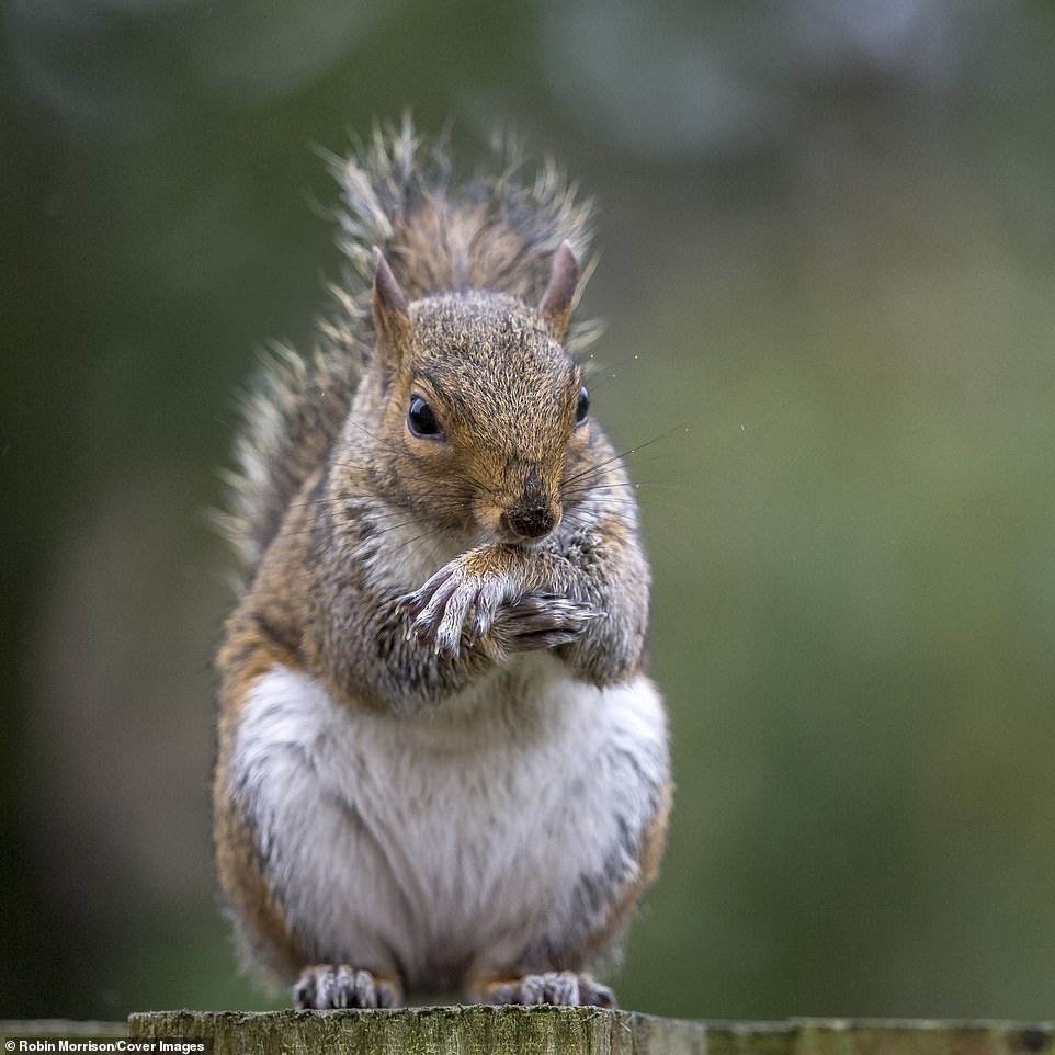 Cute Squirrel Captured Dancing Like A Hip-hop Star In Adorable Pictures