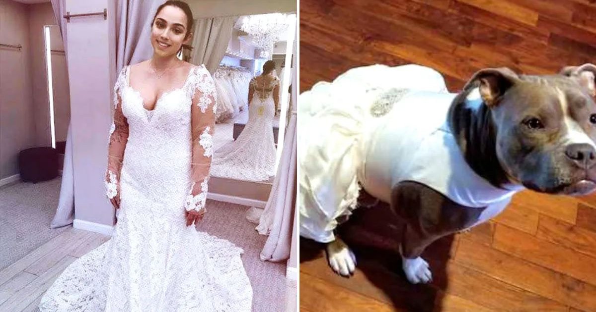 pitbull wedding dress