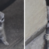 Japanese photographer snapped adorable pictures of baby meerkat.