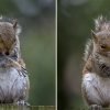 Cute Squirrel Captured Dancing Like A Hip-hop Star In Adorable Pictures.