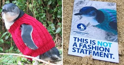 Penguins Are Now Given Hand Knitted Jumpers To Protect Them From Cold