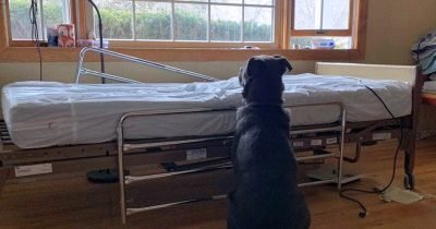 Loyal Dog Waits For Owner Next To Empty Hospital Bed, Not Knowing He Has Gone Forever