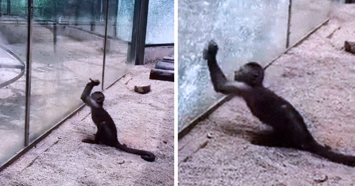 Monkey in a China Zoo broke glass wall after sharpening a rock.
