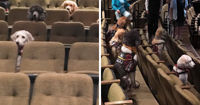 Well-behaved service dogs in training attended a Relaxed Performance of 'Billy Elliot the Musical' at Stratford Festival.